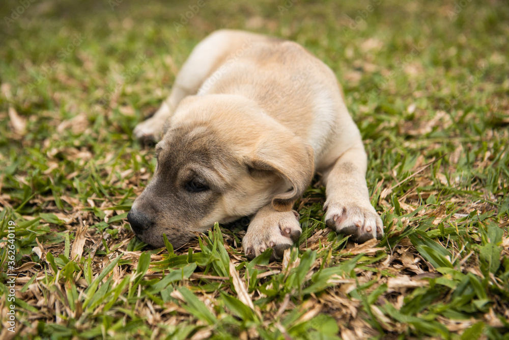 closeup of labrador dog puppy on grass