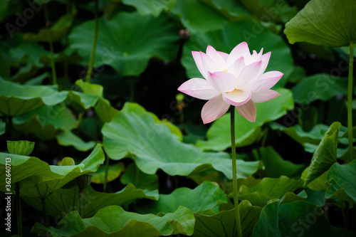 Lotus Flower at Taipei Botanical Garden in Taipei  Taiwan.