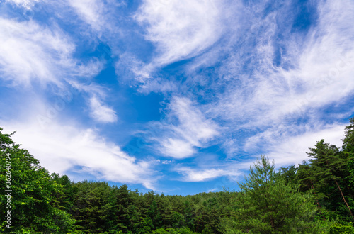 山の木と青空