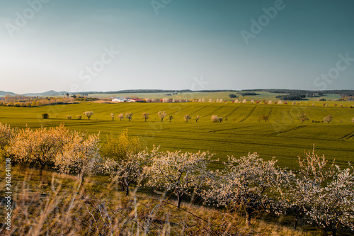 Wonderful spring countryside landscape view with blossom tree flowers of apple trees on a bright sunny day. Brocken  Harz Mountains  Harz National Park in Germany.