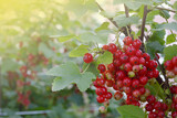 Red currants / Ribes bright red berries of ripe red currant on the branches between green leaves in orchard, lit by the summer sun. Summer mood, summer taste, copy text