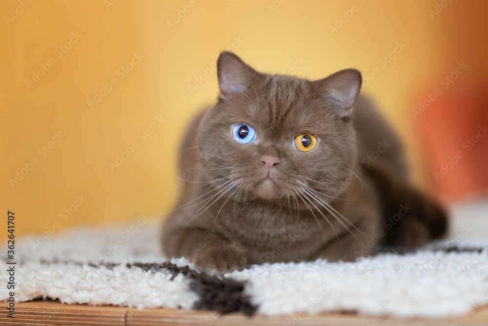 Britisch Kurzhaar Katze cinnamon Odd eyed - selten