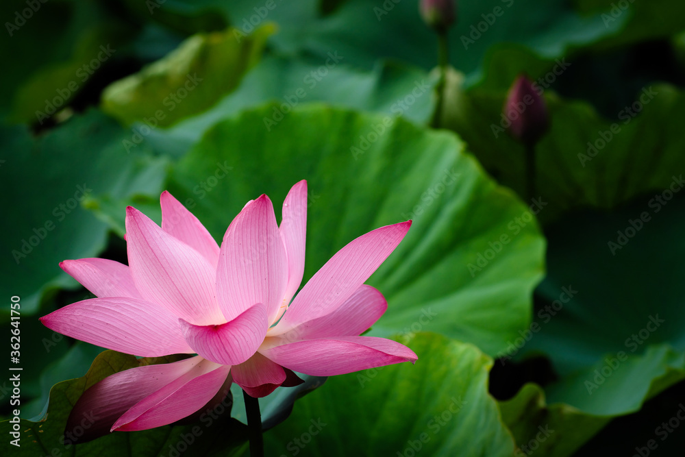 Lotus Flower at Taipei Botanical Garden in Taipei, Taiwan. Lotus Flower at Taipei Botanical Garden in Taipei, Taiwan.