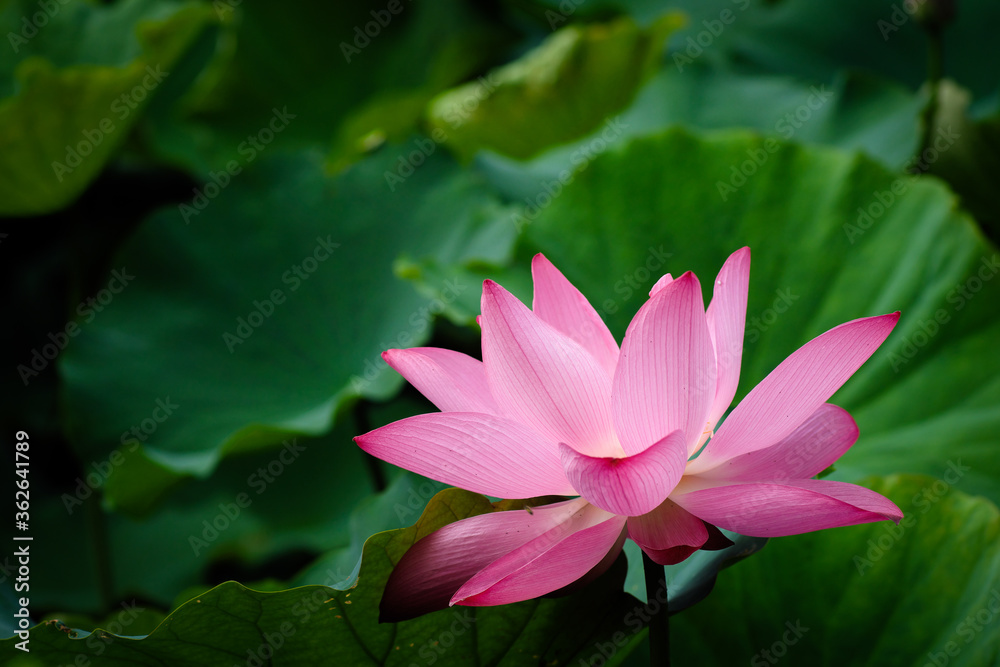 Lotus Flower at Taipei Botanical Garden in Taipei, Taiwan. Lotus Flower at Taipei Botanical Garden in Taipei, Taiwan.