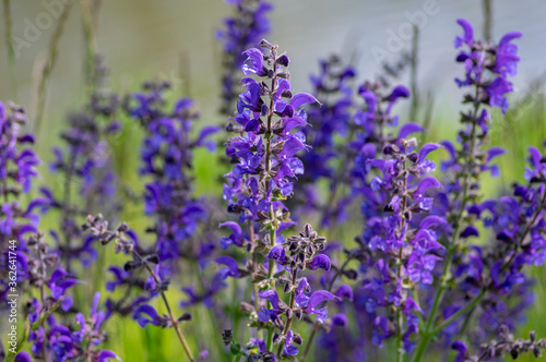 Salvia pratensis sage flowers in bloom, flowering blue violet purple mmeadow clary plants, green grass