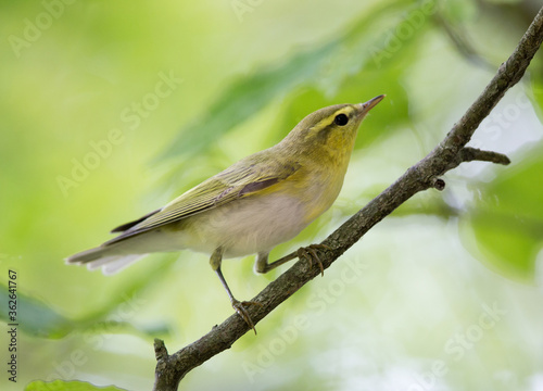 Willow warbler standing on branch