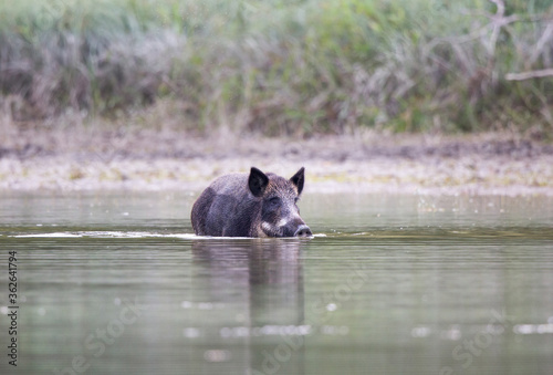 Canvas Print Wild boar walking in shallow water