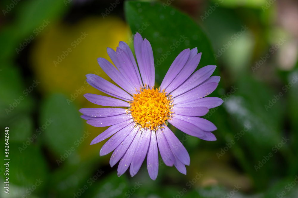 Aster tongolensis beautiful groundcovering flowers with violet purple petals and orange center, flowering plant in bloom Aster tongolensis beautiful groundcovering flowers with violet purple petals and orange center, flowering plant in bloom