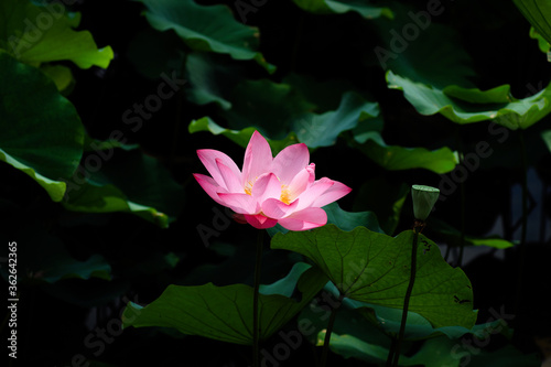 Lotus Flower at Taipei Botanical Garden in Taipei  Taiwan.