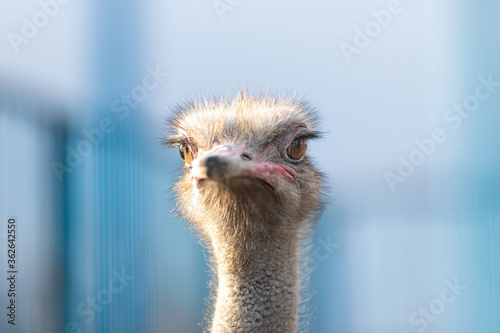 Ostrich bird front portrait on the farm blue background. Ostrich head and neck.