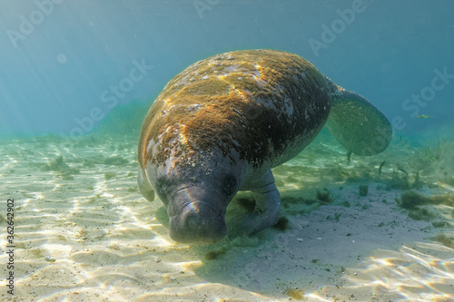 Wide shot of a curious West Indian Manatee turning to check out the diver with a camera.