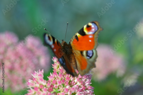 beautiful european peacock butterfly on sedum telephium