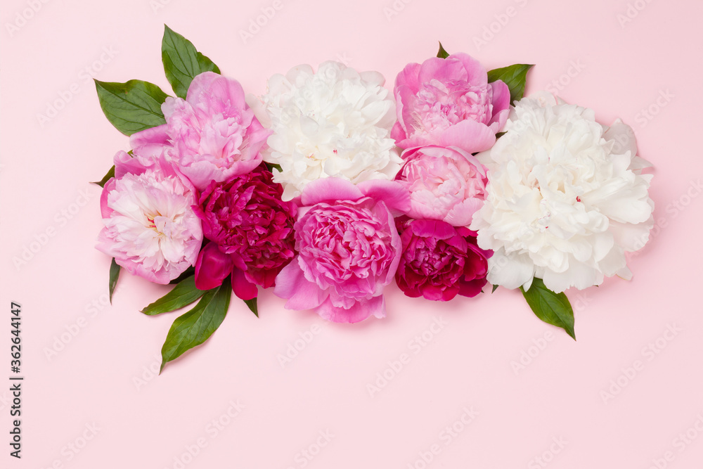 Colorful pink, white and purple peony flowers