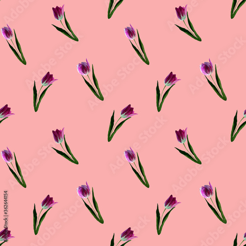 Gouache floral tulip on pink, backgraund. Seamless colorful spring pattern. Painted violet tulip plant. Purple blossom
