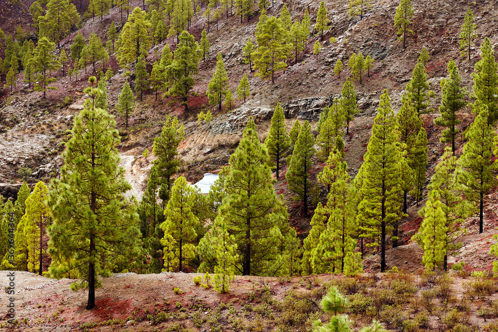 Fototapeta premium Rainy alpine landscape in Gran Canaria, Canary Islands, Spain