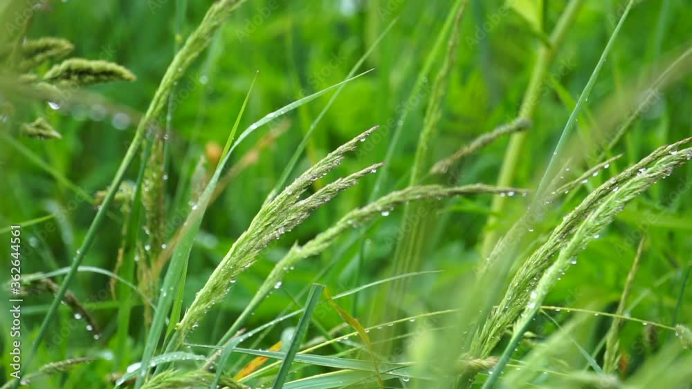 Raindrops on the grass in the field on the nature. Rain and rainy day in nature. Relax meditative nature video Raindrops on the grass in the field on the nature. Rain and rainy day in nature. Relax meditative nature video
