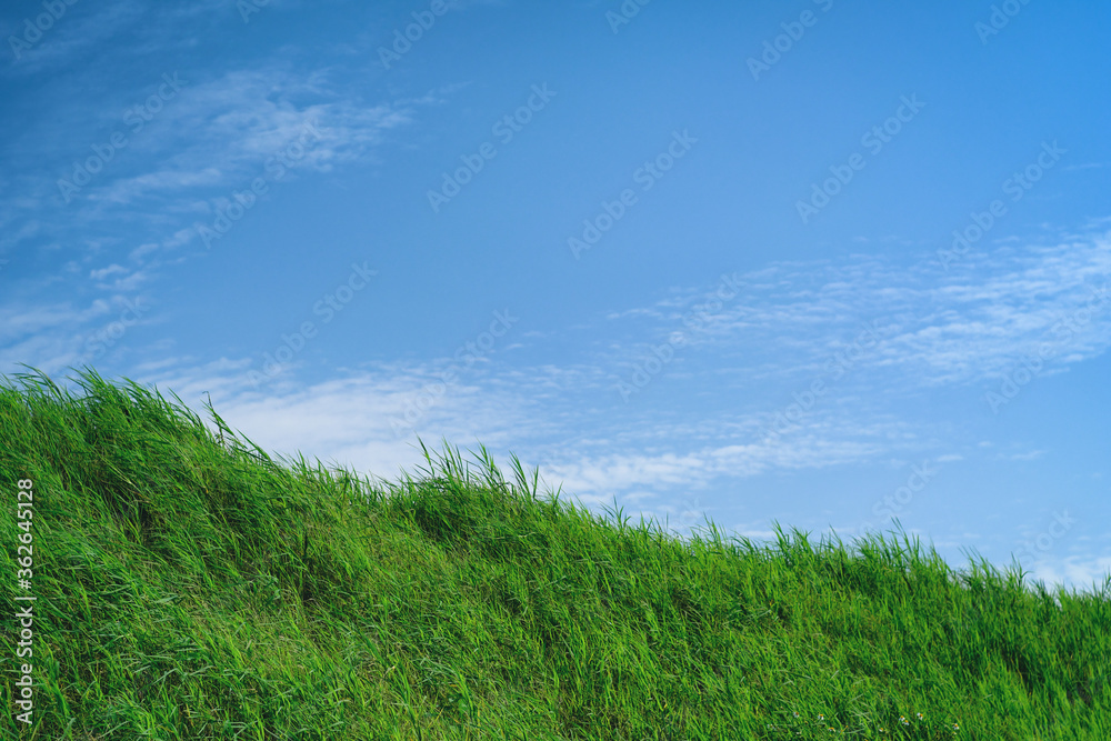 Grassland with Blue Sky in Summer Season, Background Material. Grassland with Blue Sky in Summer Season, Background Material.