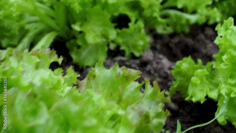 Green lettuce in the garden. Green lettuce leaves grow in a greenhouse on a farm. Agriculture and growing vegetables and fruits.