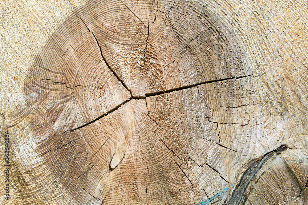 Fototapeta premium timber