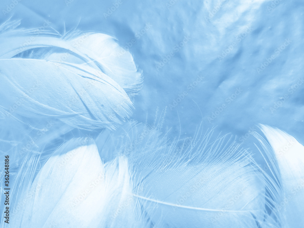 Beautiful abstract colorful blue feathers on white background and soft white feather texture on blue pattern and blue background, feather background, blue banners Beautiful abstract colorful blue feathers on white background and soft white feather texture on blue pattern and blue background, feather background, blue banners