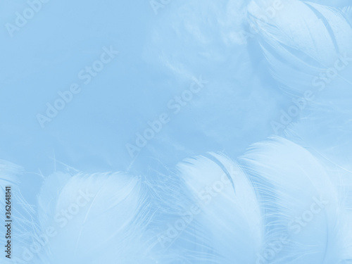 Beautiful abstract colorful blue feathers on white background and soft white feather texture on blue pattern and blue background  feather background  blue banners