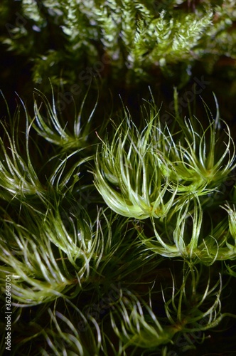 Moss – Dicranum scoparium – Mech – Widłoząb miotlasty – Trójmiejski Park Krajobrazowy photo