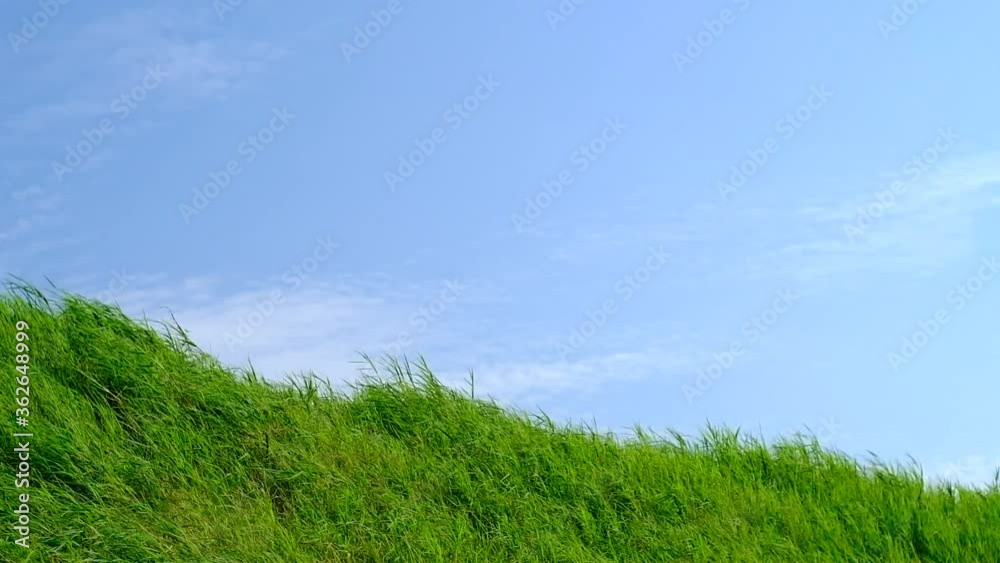 Grassland with Blue Sky in Summer Season, Background Material. Grassland with Blue Sky in Summer Season, Background Material.