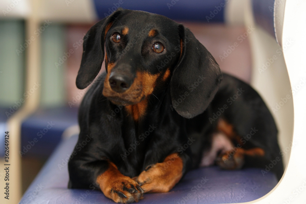 An adult black dachshund dog sitting on a sofa