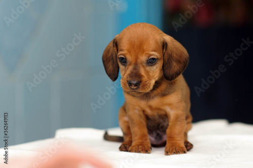 A red cute dachshund puppy sitting alone