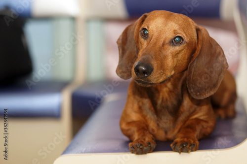 An adult red dachshund dog sitting on a sofa