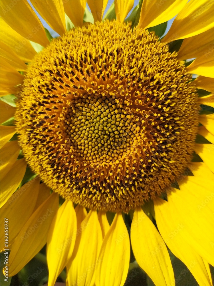 Bright yellow sunflower close up Bright yellow sunflower close up
