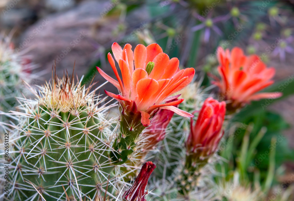 Peach Colored Claret Cup Cactus Flower Blooms Peach Colored Claret Cup Cactus Flower Blooms