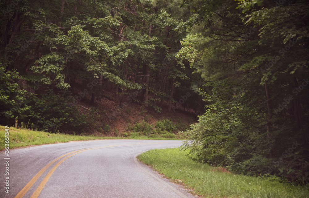 road in the woods