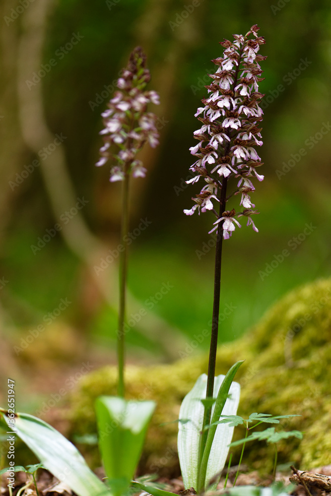 Fototapeta premium Orchidee
