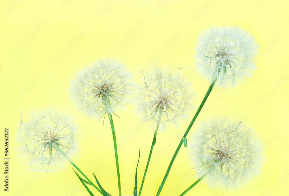 White dandelions inflorescence on yellow background. Concept for festive background or for project. Creative copy space