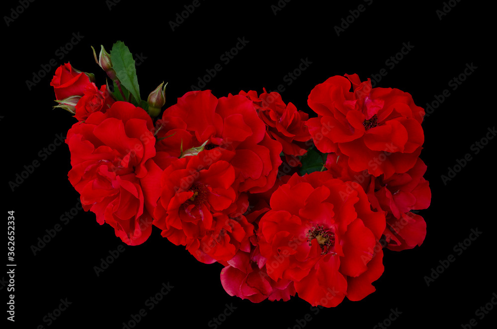 Scarlet rose flowers arrangement isolated on black background Scarlet rose flowers arrangement isolated on black background