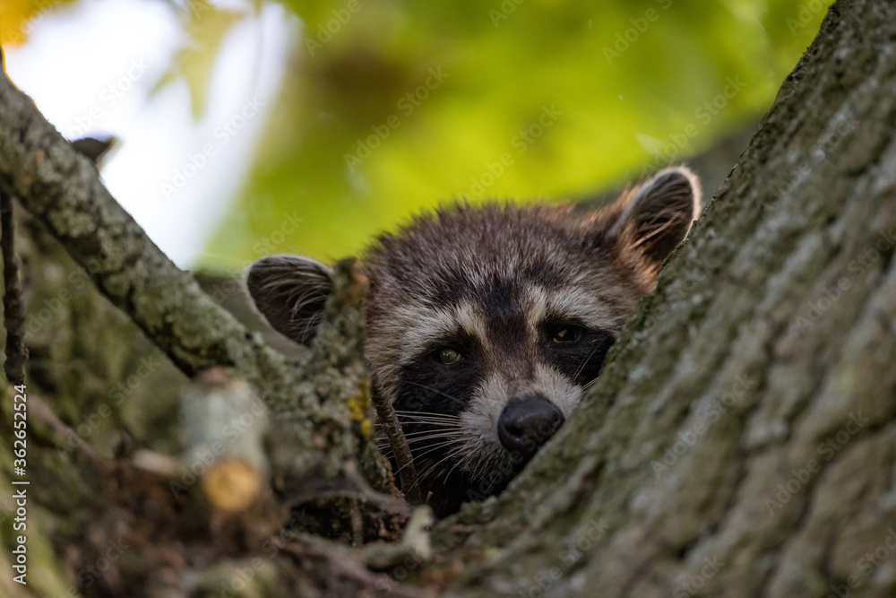 Fototapeta premium Waschbär
