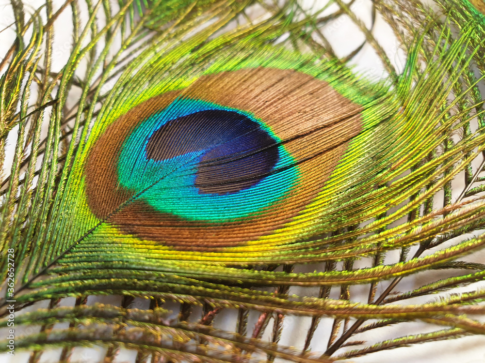 Obraz premium One multicolored peacock feather.