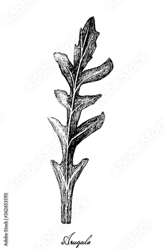 Vegetable Salad, Illustration of Hand Drawn Sketch Delicious Fresh Green Arugula or Rocket Salad Isolated on White Background.
