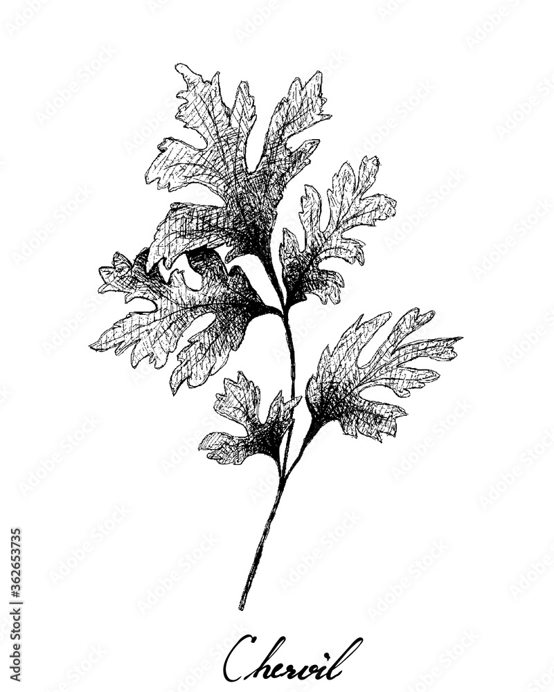 Herbal Plants, Hand Drawn Illustration of Chervil or French Parsley Isolated on A White Background Used for Seasoning in Cooking.
 - obrazy, fototapety, plakaty 