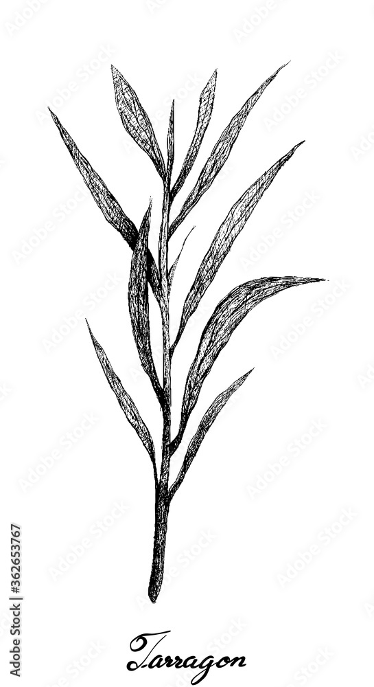 Fototapeta premium Rośliny ziołowe, ręcznie rysowane ilustracja świeżego estragonu, estragonu i Artemisia Dracunculus roślin na białym tle na białym tle używany do przyprawiania w gotowaniu.