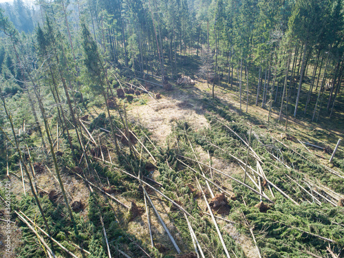 Canvas Print AERIAL: Flying over a clearing in the coniferous forest caused by extreme winds