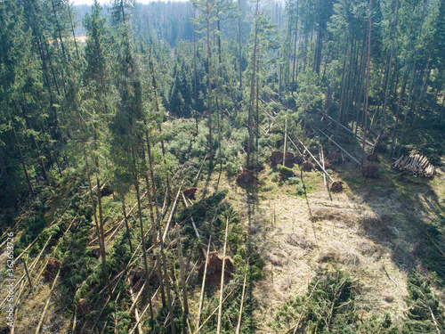 DRONE Windsnapped spruce and pine trees are left scattered after hurricane winds photo