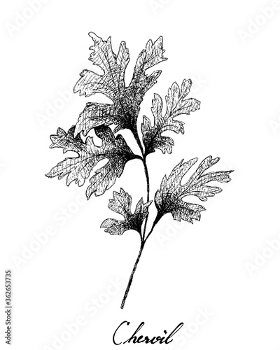 Herbal Plants, Hand Drawn Illustration of Chervil or French Parsley Isolated on A White Background Used for Seasoning in Cooking.
 photo