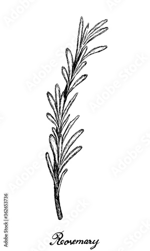 Herbal Plants, Hand Drawn Illustration of Rosemary or Rosmarinus Officinalis Plant Used for Seasoning in Cooking. 
