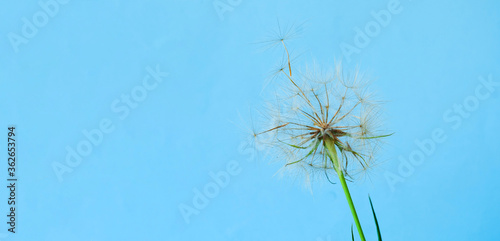 White dandelions inflorescence on blue background. Concept for festive background or for project. Creative copy space