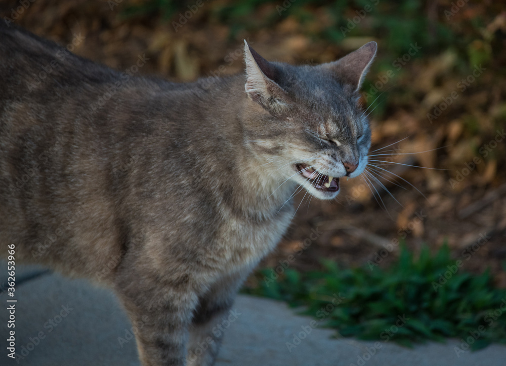 Obraz premium Cats