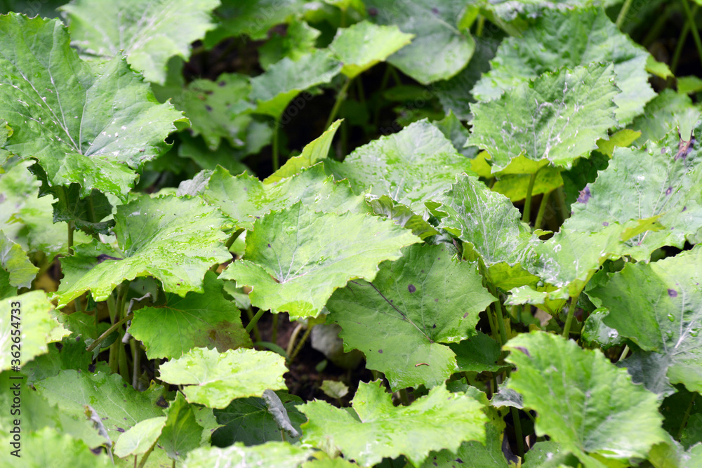 Coltsfoot (Tussilago farfara) grows in nature Coltsfoot (Tussilago farfara) grows in nature