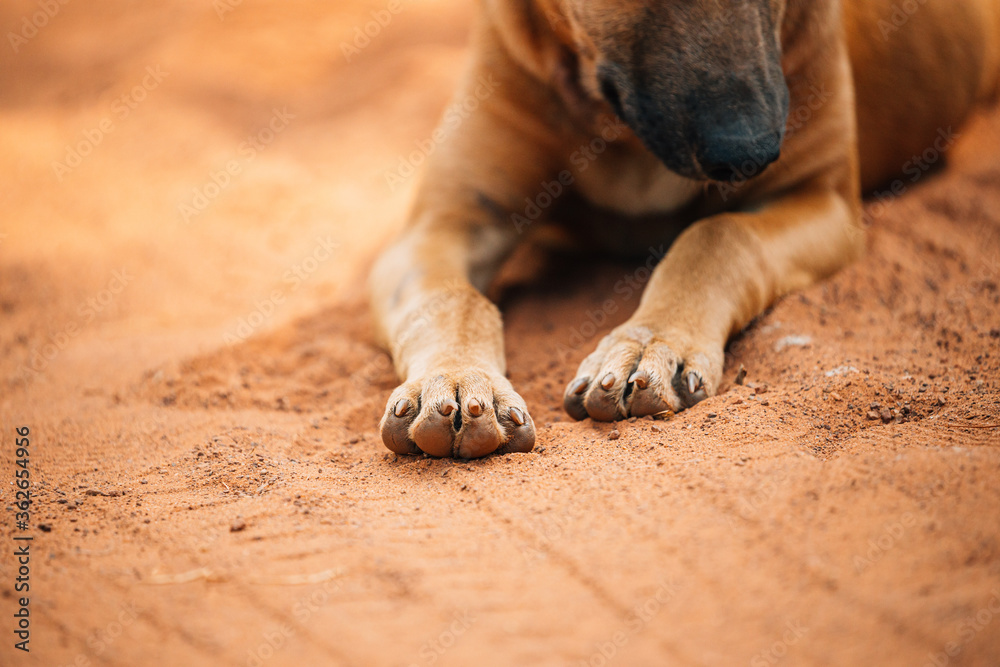 Fototapeta premium Homeless Red Mixed Breed Dog Resting Sleeping Outdoor On Orange Sand. Focus On Paws