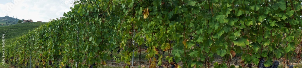 Grapes and vineyards Grapes and vineyards